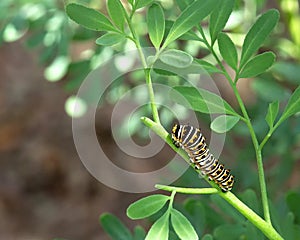 Black swallowtail caterpillar on a rue plant