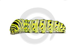 Black Swallowtail Caterpillar on a White Background