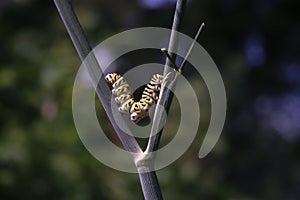 Black Swallowtail Catrpillar