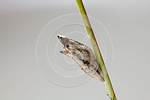 Black Swallowtail Cocoon