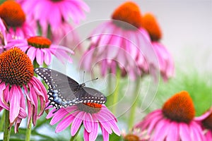 Black Swallowtail among Echinacea