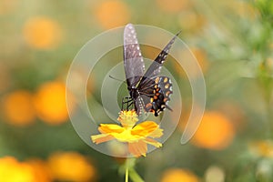 Black Swallowtail nectars on yellow cosmos.