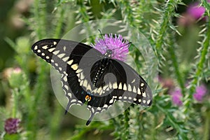 Black Swallowtail - Papilio polyxenes