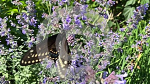 Black Swallowtail Papilio polyxenes Fabricius Butterfly feeding on flower pollen