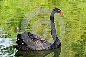 Black swam swimming on a lake