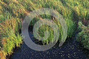 Black swamp landscape with grass