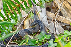 A Black Swamp snake in Florida