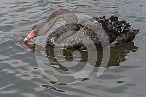 A black swan