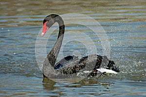 Black Swan photo