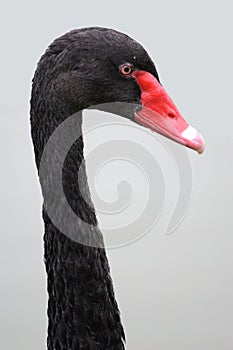 Black swan