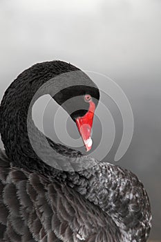 Black Swan photo