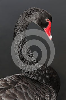 Black Swan photo