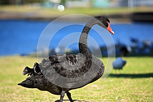 Black Swan photo