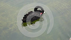 A black Swan