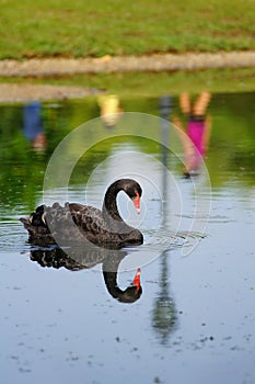 Black Swan