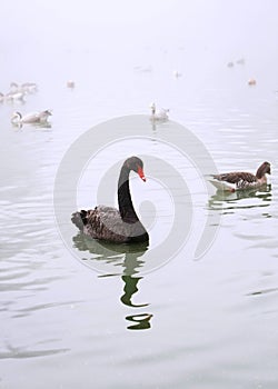 Black swan photo