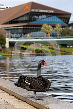 A black swan with the Adelaide cityscape behind in Adelaide South Australia on July 23rd 2023