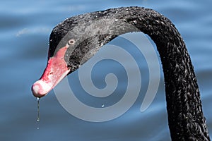 Black Swan in Australasia