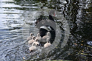 Black swan with babies