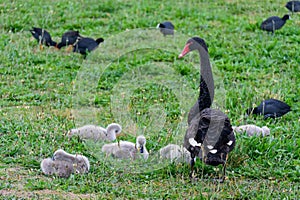 Black swan with babies