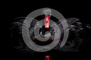 Black swan on black background (Cygnus atratus). Beautiful west australian black swan