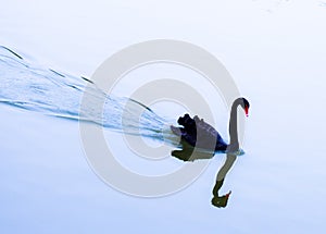 Black Swan photo