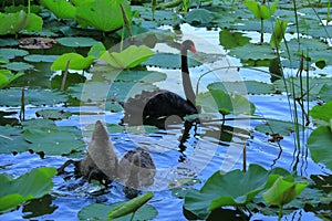 Black swan in the BeiJing Summer Palace, China.