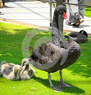 Black Swan bird with babys on a park