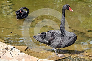 Black swan bird standing in pond close-up