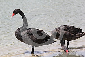 Black swan bird swimming on Al-Kudra Lake,UAE with reflection in water.