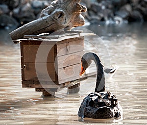 Black swan and birdhouse on water, industrial style