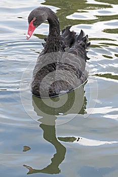 A black swan