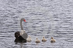 Black swan carries two cygnets on her back in Derwent River
