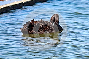 A black Swan cleaning themselves on a calm and tranquil lake