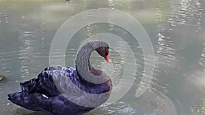 Black swan cleans feathers on water of lake in summer day