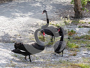 black swan close up gorup of three standing at at lake in Roturua, New Zealand