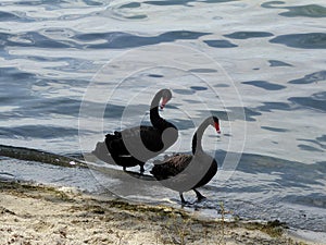 black swan close up gorup of two standing at at lake in Roturua, New Zealand