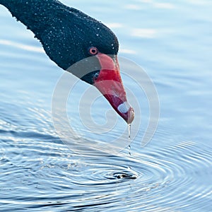 Black swan closeup with water dripping from beak