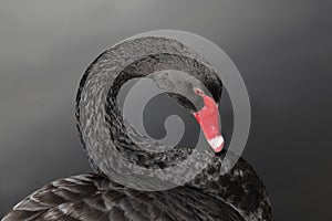 Black Swan composition photo