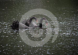 Black Swan Couple photo
