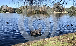 Black swan couples at Western Spring Lakeside Park with other various birds with beautiful forest and lake.