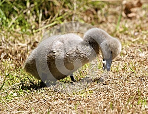 Black Swan Cygnet