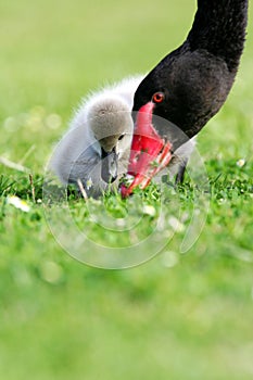 Black Swan Cygnet