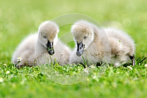 Black Swan Cygnet