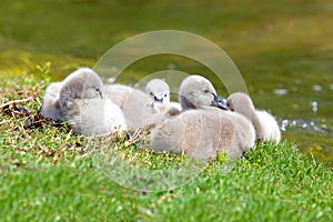 Black Swan Cygnets