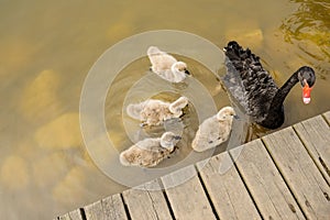 Black swan and cygnets near planked lakeshore