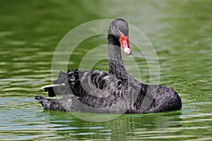 Black swan Cygnus astratus