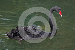 Black swan Cygnus atratus.