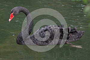 Black swan Cygnus atratus.