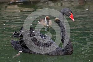 Black swan Cygnus atratus.